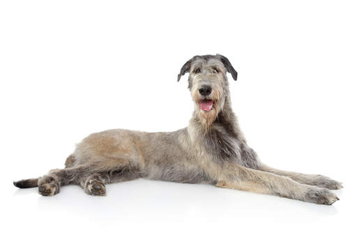 A lovely, grey irish wolfhound with a tinge of light brown