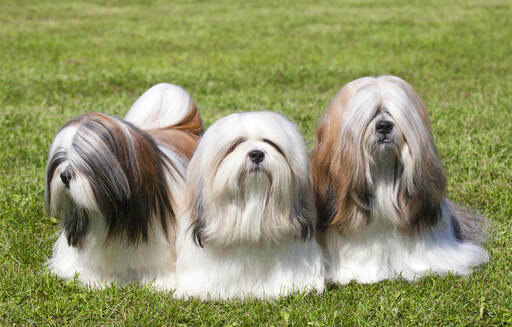 Three wonderful, little lhasa apsos, enjoying each others company on the grass