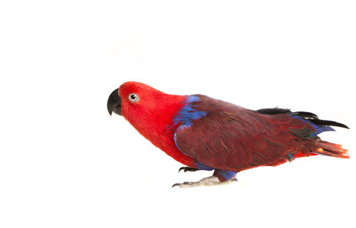 An eclectus parrot with a wonderful, red and blue colour pattern