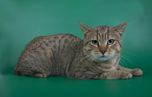 Intense looking american bobtail cat lying against a green background