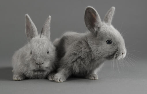 Two lilac bunnies against a grey background