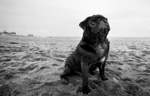 Pug Dogs | Dog Breeds