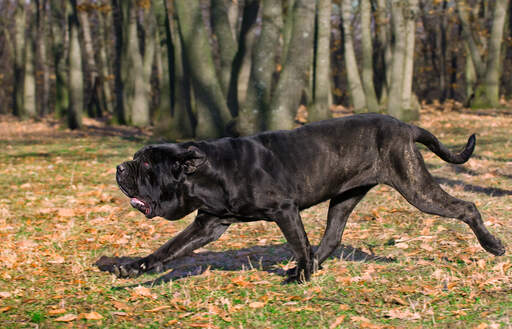 A neapolitan mastiff's incredibly long and strong body