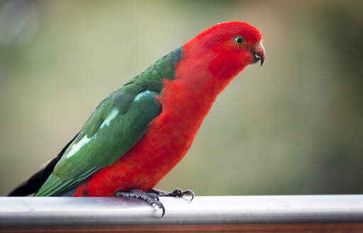 A australian king parrot's wonderful green wing feathers