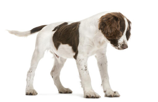 An energetic english springer spaniel puppy with a really soft coat