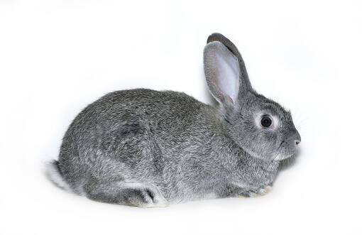 Chinchilla rabbit against a white background