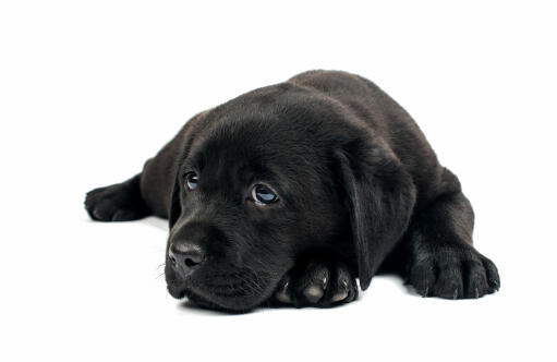 A friendly little labrador retriever puppy liying neatly