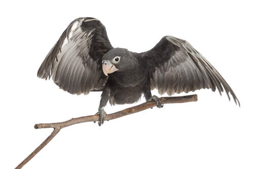 A greater vasa parrot's wonderful, dark grey feathers