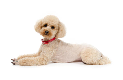 A lovely, little toy poodle showing off it's wonderful, long body