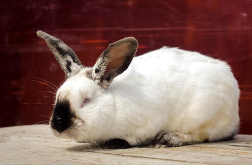 Californian rabbit on a wooden platform.