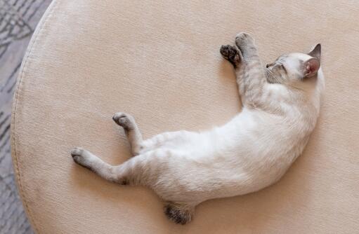 Mekong bobtail cat curled up on a rug from above