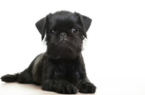 Griffon-bruxellois-puppy-black