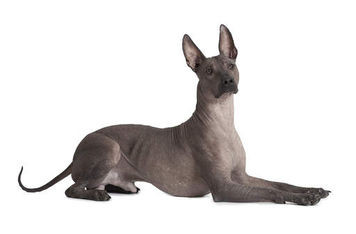The athletic body of a mexican hairless