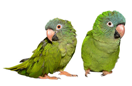 Two lovely blue crowned parakeets standing together
