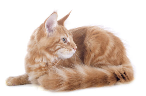 A beautiful ginger tabby turkish anGora