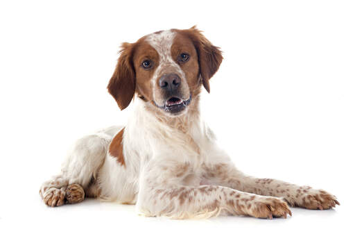 are brittany dogs friendly