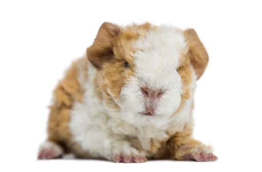 A close up of an alpaca guinea pig's lovely little nose