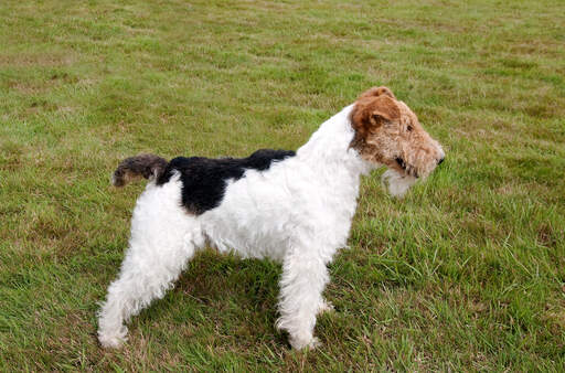 A healthy adult wire fox terrier showing off it's beautiful, short body