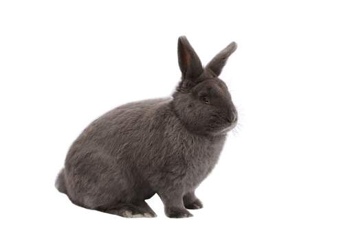 A vienna rabbit with beautiful charcoal fur