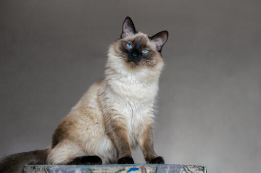 Balinese cat sitting looking inquisitive