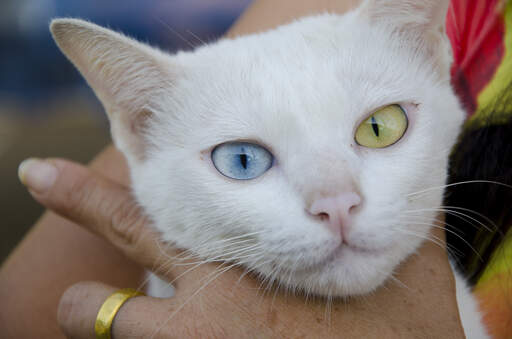 A pretty khao manee cat with one yellow eye and one blue eye