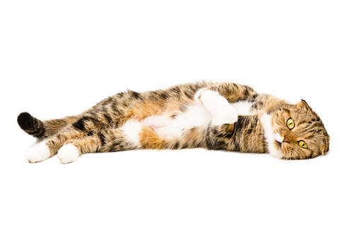 A lazy scottish fold lolling on the floor