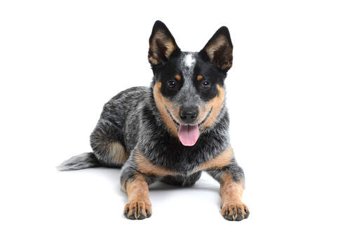 A young dark furred australian cattle dog with a lovely thick coat