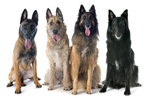 The four types of belgian shepherd dog (groenendael, laekenois, malinois, tervueren)