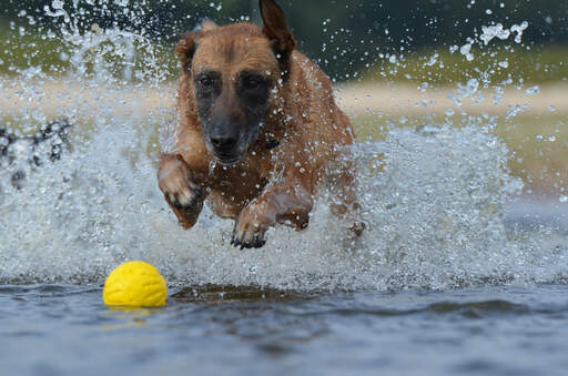 A powerful belgian shepherd dog (malinois) splashing in water