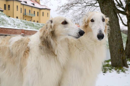 A close up of two beautiful, light coated borzois, enjoying each others company