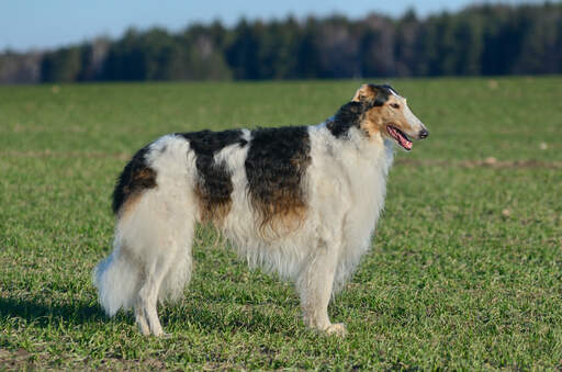An adult borzoi with a long, wrinkly coat, standing tall