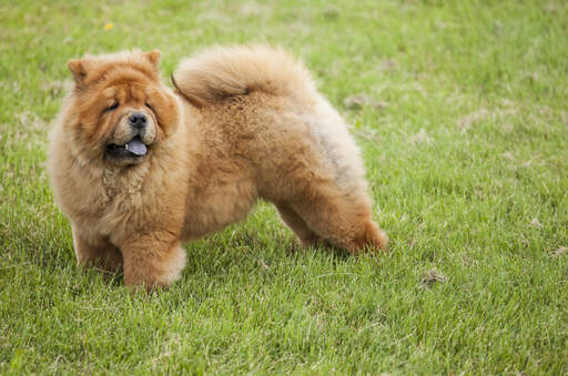 A healthy adult chow chow, showing off it's beautiful, bushy tail