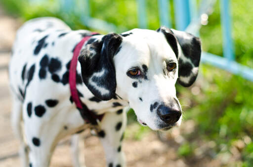 A dalmatian's lovely, soft white coat and black ears