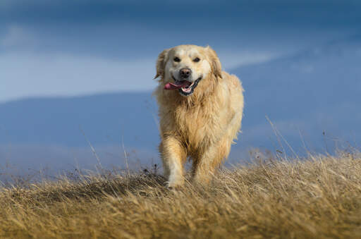 A wet Golden retriever enjoying some exercise outside