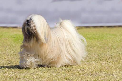 A healthy, adult lhasa apso, showing off it's beautiful, long, well groomed coat