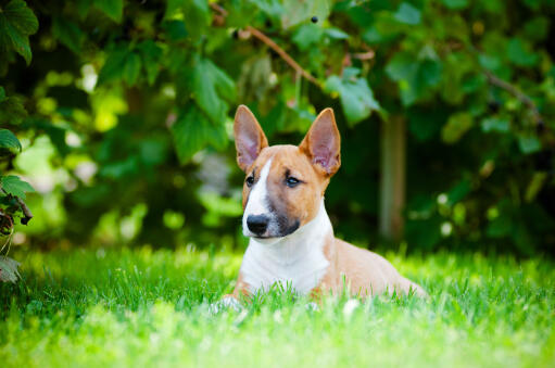 A healthy, little miniature bull terrier lying in the grass, enjoying the sun