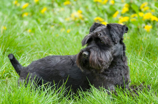 A beautiful, black miniature schnauzer lying in the grass