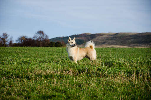 A norwegian buhund standing tall in the grass, showing off its big bushy tail