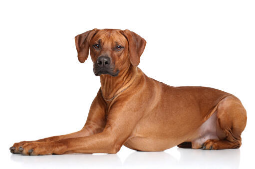A GorGeous rhodesian ridgeback lying very neatly, paws together