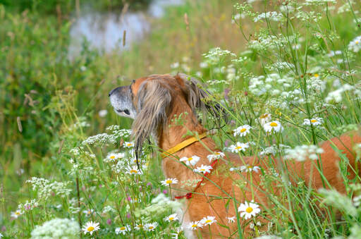 A saluki poking it's head out of the long grass