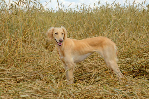 An adult saluki showing off it's wonderful, soft coat and slender build