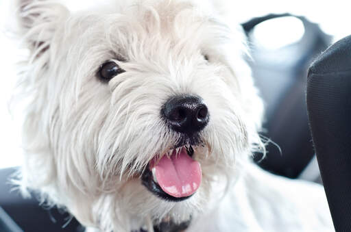 A close up of a west highland terrier's beautiful white coat a black button nose