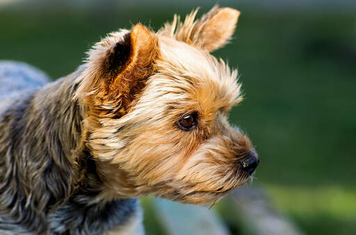 A close up of a yorkshire terrier's short, thick, wiry coat