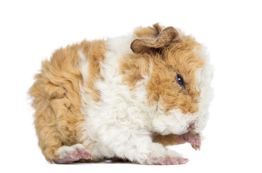 An alpaca guinea pig with incredible thick curly fur