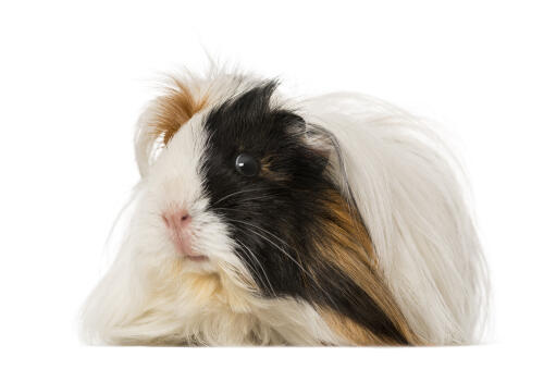 A close up of a peruvian guinea pig's lovely little pink nose
