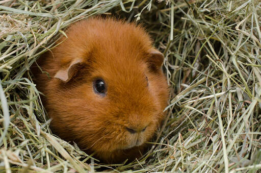 A beautiful little red teddy guinea pig sitting in it's bedding