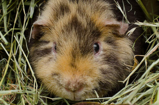 A close up of a teddy guinea pig's wonderful soft fur