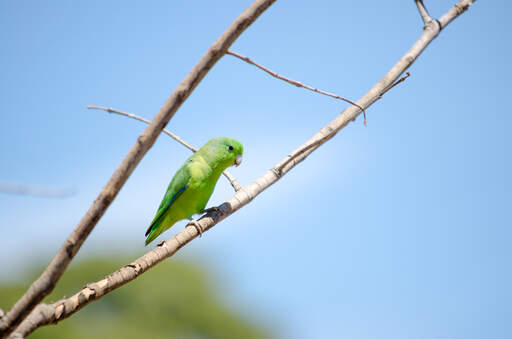 A blue winged parrotlet's wonderful green feather pattern