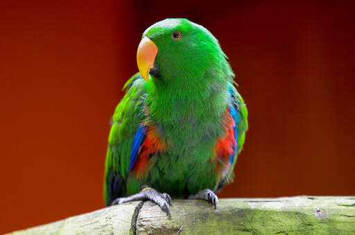 A eclectus parrot showing its lovely, red and green chest feathers