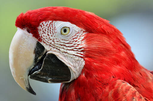 A close up of a red and blue macaw's wonderful eyes